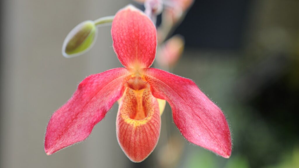 Quais são os tipos de orquídeas mais comuns no Brasil