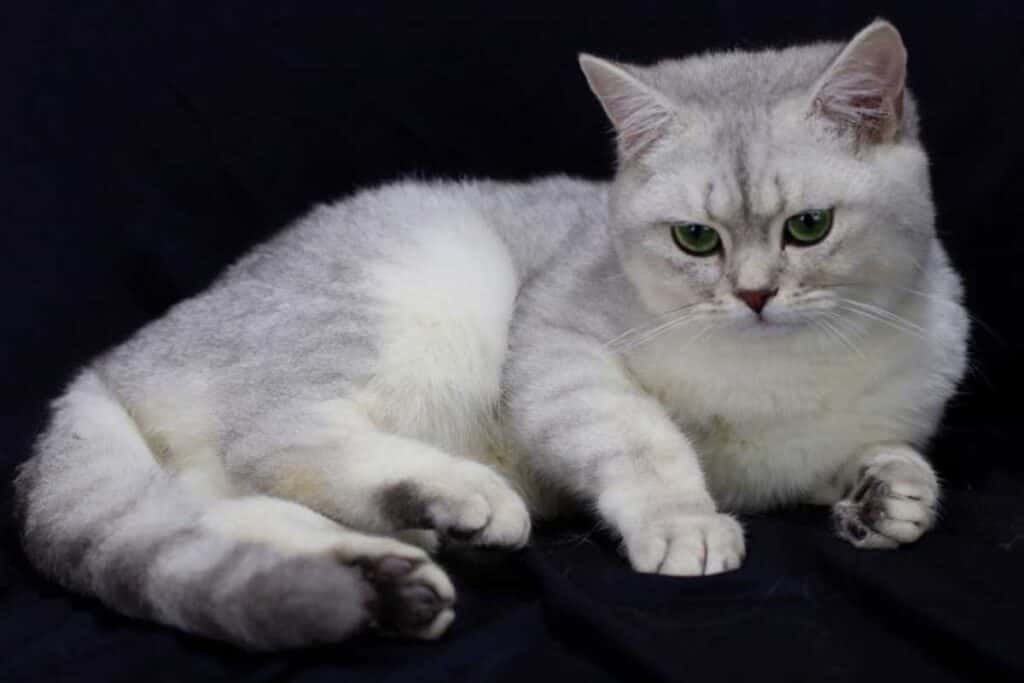 British – Silver, Golden – quem é este gato