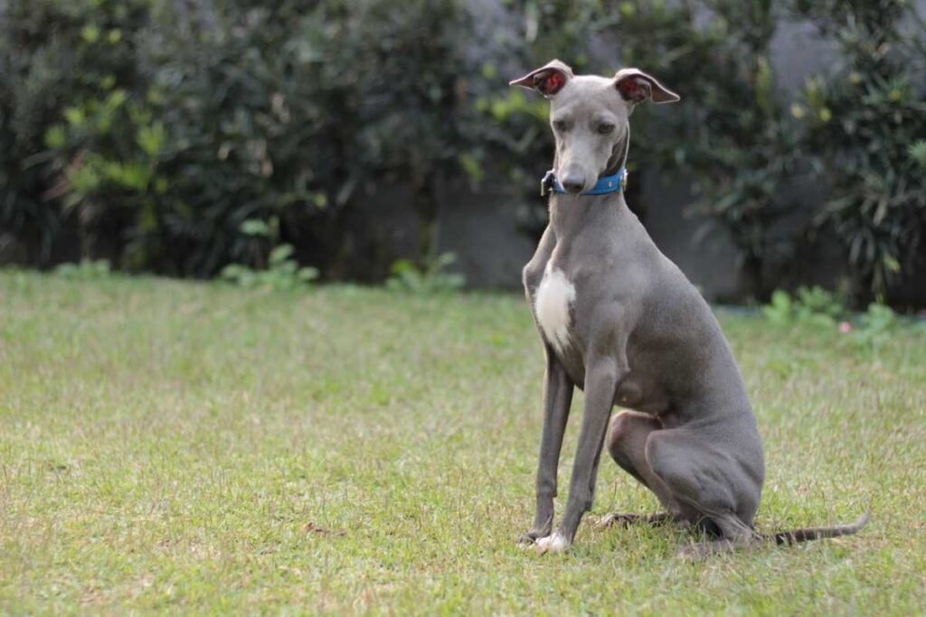 Galgo Italiano: tudo sobre a raça, personalidade e quanto custa um filhote